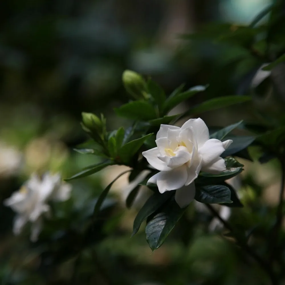 Jasmin du cap - gardenia jasminoides - hauteur 20-30cm - ⌀13cm