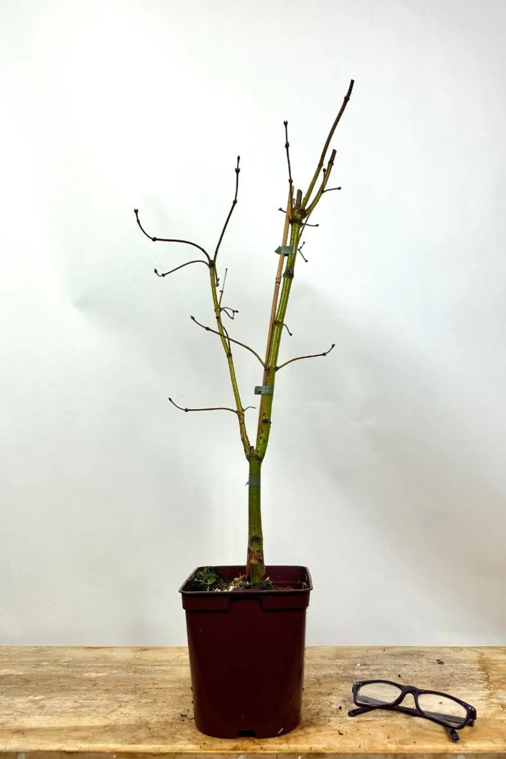 Érable du japon x pseudosieboldianum 'artic jade' - en pot de 2 litres